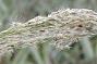 Digitaria insularis (L.) Fedde