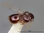 Dilyta orientalis
