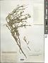 Dimorphotheca pluvialis (L.) Moench