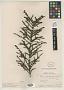 Diodia anthospermoides Cham. & Schltdl.