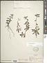 Diodia simplex Sw.