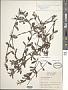 Diodia simplex Sw.