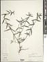 Diodia teres Walter
