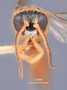 Diodontus davanus