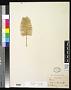 Dioon edule Lindl.