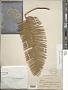 Dioon edule Lindl.