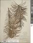 Dioon edule Lindl.