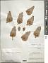 Dioon edule Lindl.
