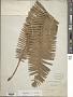 Dioon sp.