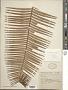 Dioon sp.