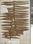 Dioon spinulosum Dyer
