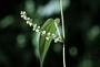 Dioscorea cordata (L.) Raz