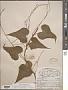 Dioscorea deltoidea Wall.