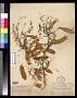 Diphysa occidentalis Rose