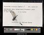 Diplacodes trivialis