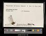Diplacodes trivialis