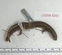 Diploglossus steindachneri