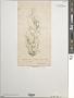 Diplonema intermedium