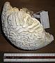 Diploria labyrinthiformis