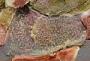 Diplosoma sp.