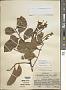 Diplotropis martiusii Benth.