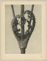 Dipsacus laciniatus