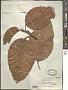Dipterocarpus alatus Roxb.
