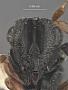 Dirhinus lucilliae