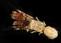 Discorsopagurus schmitti