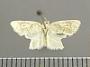 Disoidemata nicephora