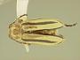 Disonycha gracilis