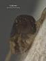 Dissomphalus bisulcus