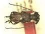 Docus congoensis