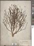 Dodartia orientalis L.