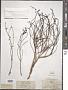 Dodartia orientalis L.