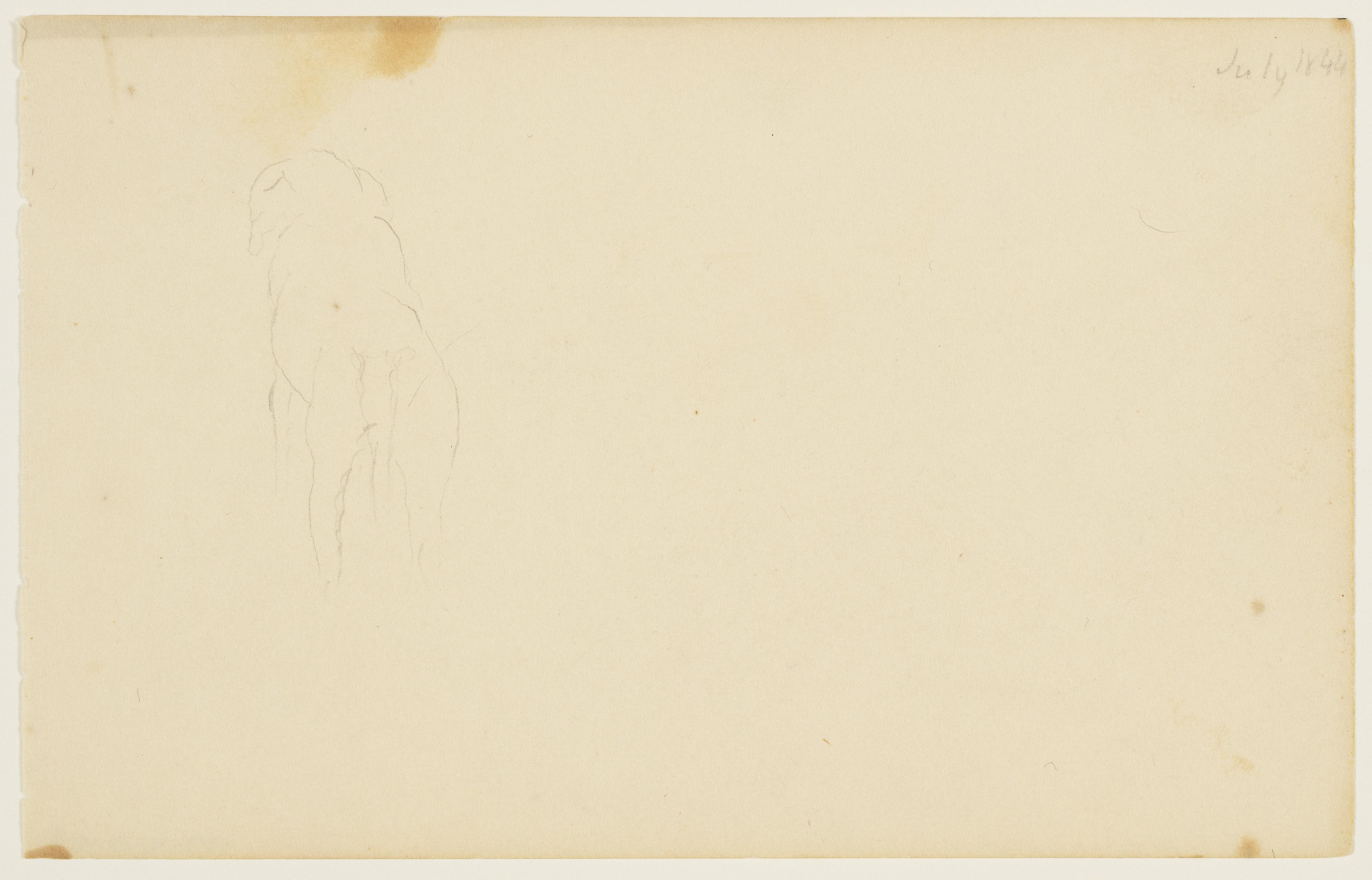 Dog, Shown from Behind