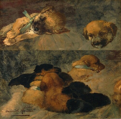 Dog Study
