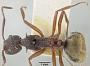 Dolichoderus (Hypoclinea) doriae extensispina