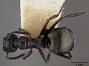 Dolichoderus (Hypoclinea) ypsilon var. rufotibialis