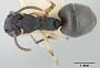 Dolichoderus smithi