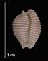 Dolichupis malvabasis