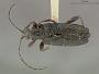 Donacia glabrata