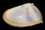 Donax variabilis