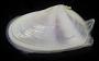 Donax variabilis
