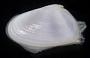 Donax variabilis