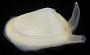 Donax variabilis