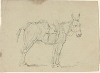 Donkey Stretching a Hind Leg