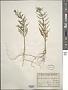 Dontostemon dentatus (Benge) Ledeb.