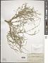 Dontostemon elegans Maxim.
