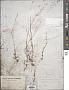 Dopatrium junceum (Roxb.) Buch.-Ham. ex Benth.